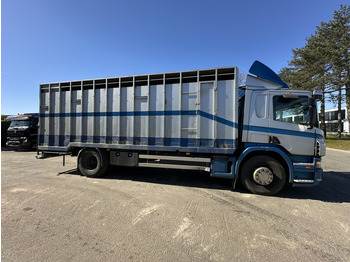 Camião transporte de gado Scania P310 4x2 ANIMAL TRANSPORT - ALU BOX 7m - MANUAL - AIR SUSPENSION - A/C - BELGIAN TRUCK: foto 2