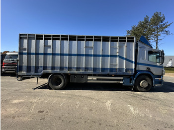 Camião transporte de gado Scania P310 4x2 ANIMAL TRANSPORT - ALU BOX 7m - MANUAL - AIR SUSPENSION - A/C - BELGIAN TRUCK: foto 3