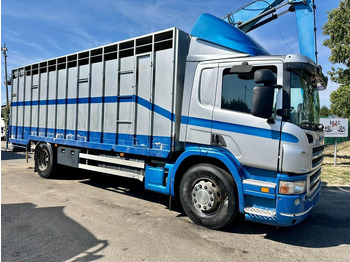 Camião transporte de gado SCANIA P 310