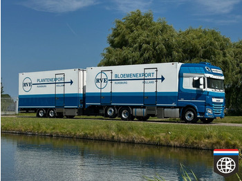 Camião frigorífico DAF XF 460 FAN TOP CONDITION - TRS ICELAND - 49CC flower combination: foto 2