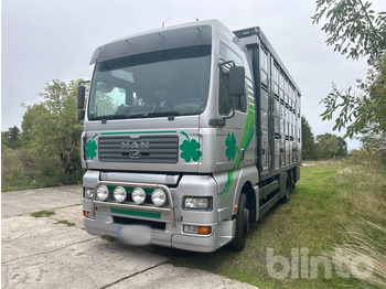 Camião transporte de gado MAN TGA