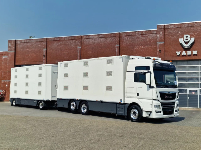 MAN TGX 500 6x2 - 3 deck Cuppers + 4 deck Cuppers 2019 trailer - Water & Ventilation - Night clima - - Camião transporte de gado: foto 2 MAN TGX 500 6x2 - 3 deck Cuppers + 4 deck Cuppers 2019 trailer - Water & Ventilation - Night clima - - Camião transporte de gado: foto 2