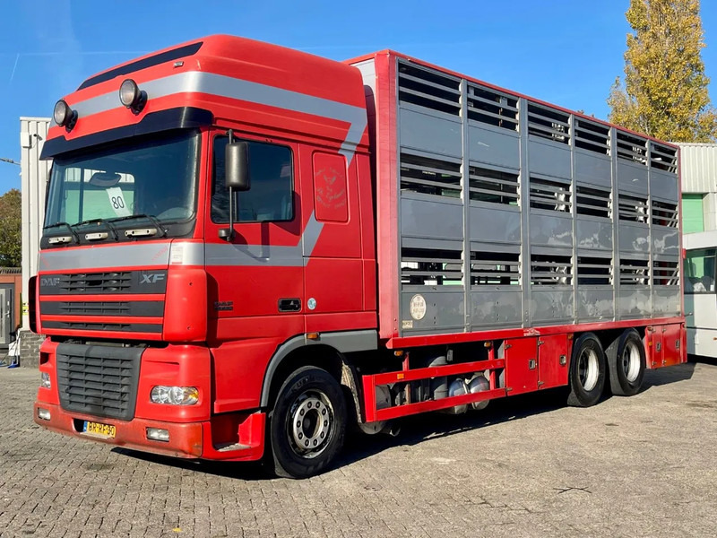 DAF XF 95.430 BERDEX 3 decks. Water, fans, Scales! Excellent condition. - Camião transporte de gado: foto 2 DAF XF 95.430 BERDEX 3 decks. Water, fans, Scales! Excellent condition. - Camião transporte de gado: foto 2