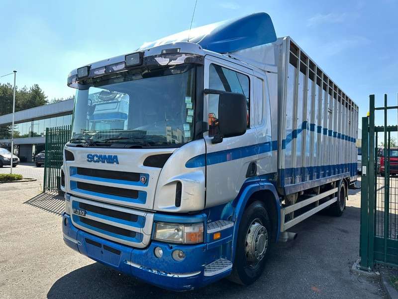 Scania P310 4x2 LIVESTOCK / VEEWAGEN / TIERTRANSPORT / BETAILLERE - ALU BOX 7m - MANUAL - A/C - BELGIAN TRUCK - Camião transporte de gado: foto 3 Scania P310 4x2 LIVESTOCK / VEEWAGEN / TIERTRANSPORT / BETAILLERE - ALU BOX 7m - MANUAL - A/C - BELGIAN TRUCK - Camião transporte de gado: foto 3