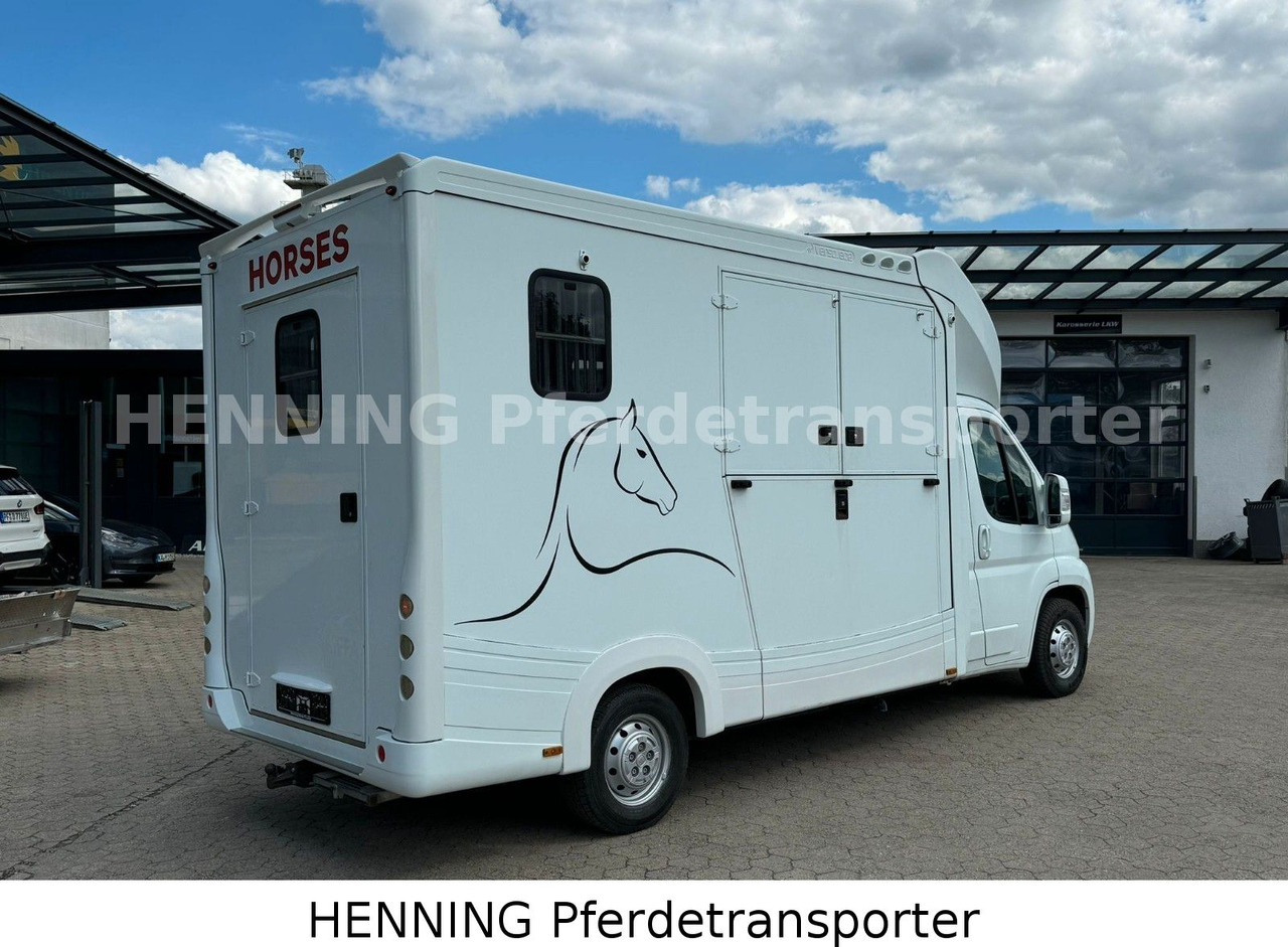 Fiat Ducato 3-Sitzer - Camião de transporte de cavalos, Veículo comercial: foto 2 Fiat Ducato 3-Sitzer - Camião de transporte de cavalos, Veículo comercial: foto 2