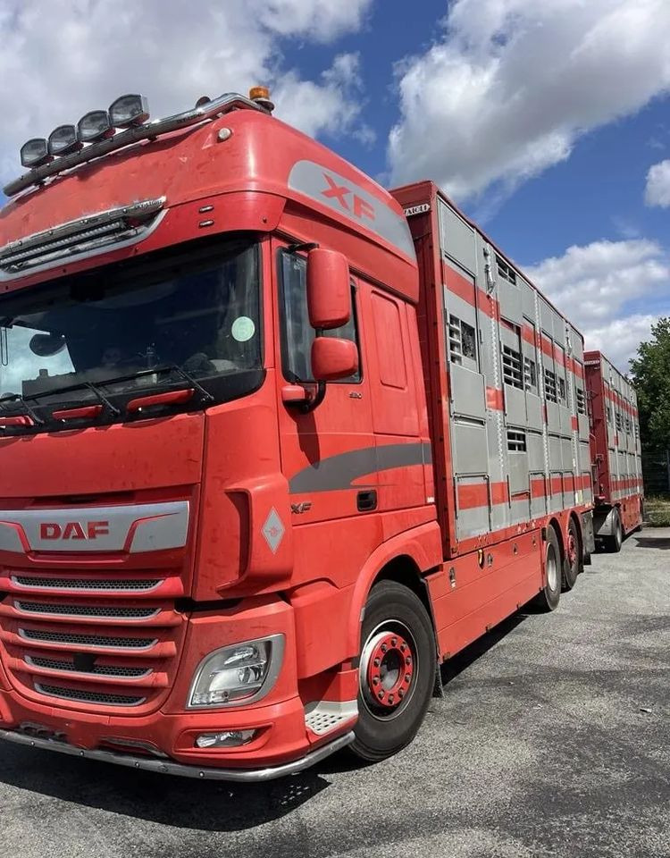 DAF XF 460 + Przyczepa Pezzaoli - 3X Trzoda, 2 X Bydło I 3 poziomy I Podnoszony dach I Hydroburta I Osie Skrętne I Poidła I Wentylatory I Pilot Manualny | Euro5 - Camião transporte de gado: foto 2 DAF XF 460 + Przyczepa Pezzaoli - 3X Trzoda, 2 X Bydło I 3 poziomy I Podnoszony dach I Hydroburta I Osie Skrętne I Poidła I Wentylatory I Pilot Manualny | Euro5 - Camião transporte de gado: foto 2