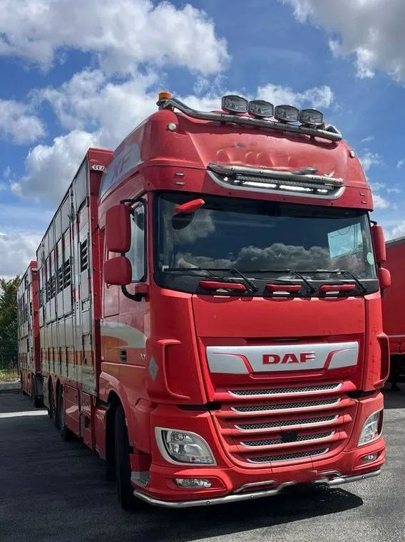 DAF XF 530 + Przyczepa Pezzaoli - 3X Trzoda, 2 X Bydło I 3 poziomy I Podnoszony dach I Hydroburta I Osie Skrętne I Poidła I Wentylatory I Pilot Manualny | - Camião transporte de gado: foto 1 DAF XF 530 + Przyczepa Pezzaoli - 3X Trzoda, 2 X Bydło I 3 poziomy I Podnoszony dach I Hydroburta I Osie Skrętne I Poidła I Wentylatory I Pilot Manualny | - Camião transporte de gado: foto 1