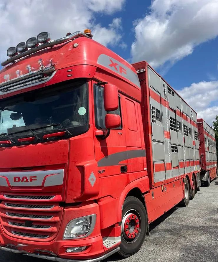 DAF XF 530 + Przyczepa Pezzaoli - 3X Trzoda, 2 X Bydło I 3 poziomy I Podnoszony dach I Hydroburta I Osie Skrętne I Poidła I Wentylatory I Pilot Manualny | - Camião transporte de gado: foto 2 DAF XF 530 + Przyczepa Pezzaoli - 3X Trzoda, 2 X Bydło I 3 poziomy I Podnoszony dach I Hydroburta I Osie Skrętne I Poidła I Wentylatory I Pilot Manualny | - Camião transporte de gado: foto 2