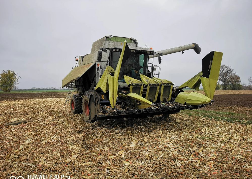 Plataforma para colher milho novo Oros Cornado 6 4+2R Nowa Przystawka do kukurydzy: foto 7