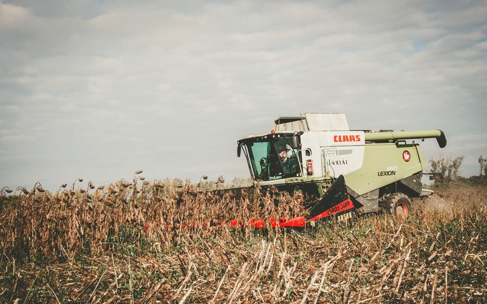 Plataforma para colher girassol novo Oros SUN 1276 12 rzędowy, Nowe przystawki do Zbioru Słonecznika: foto 13 Plataforma para colher girassol novo Oros SUN 1276 12 rzędowy, Nowe przystawki do Zbioru Słonecznika: foto 13