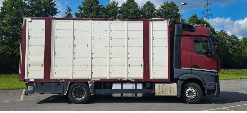 Mercedes-Benz Actros 1851 - Camião transporte de gado: foto 2 Mercedes-Benz Actros 1851 - Camião transporte de gado: foto 2
