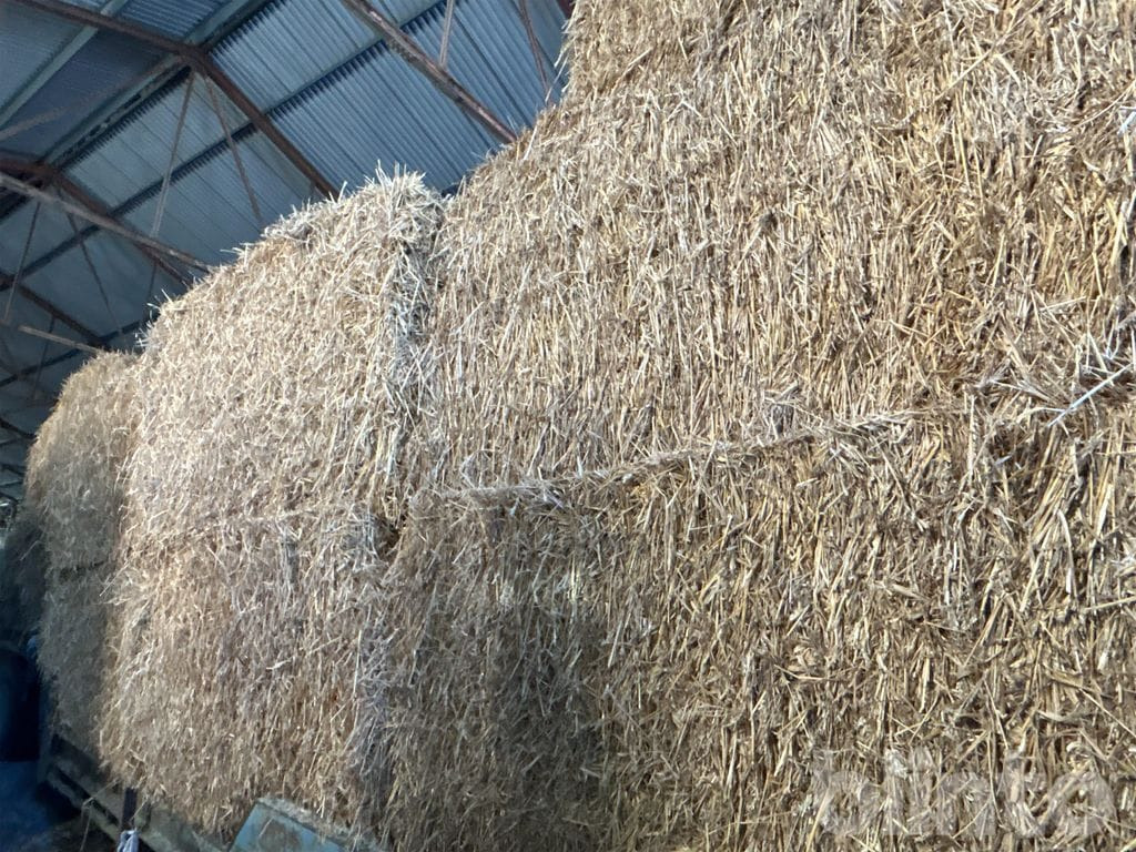 2025 - Equipamento de gado: foto 5 2025 - Equipamento de gado: foto 5